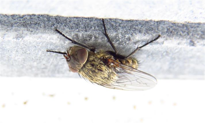 femmina di Pollenia sp. (Calliphoridae)